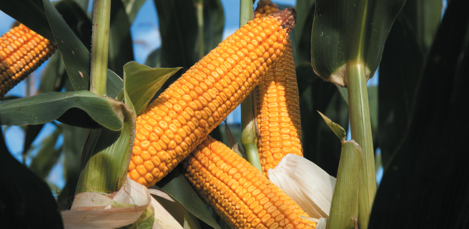 Kukurydza na kiszonkę DKC3719, Dekalb